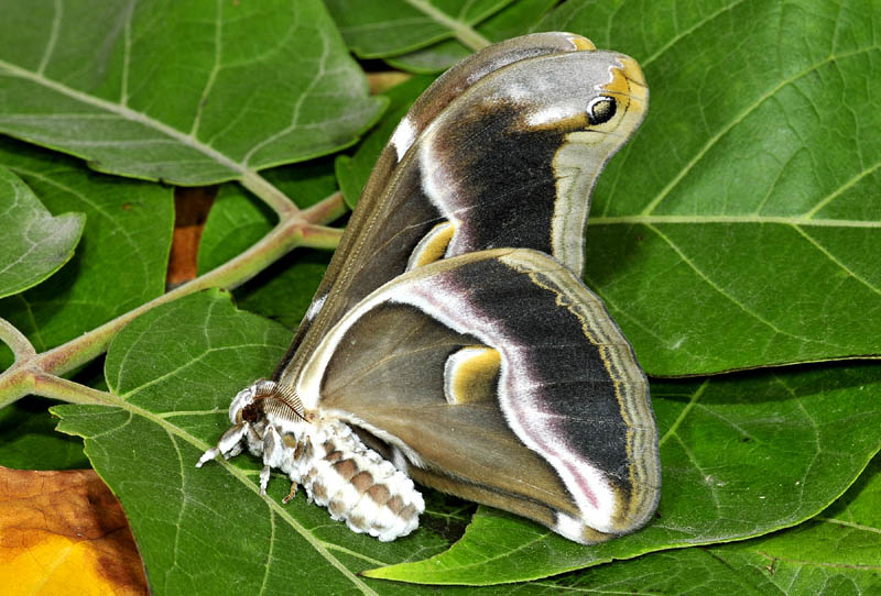 nata cynthia